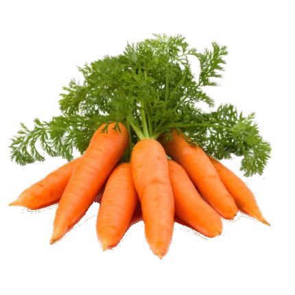 Fresh Carrot