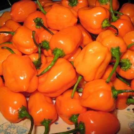 Fresh Cayenne Pepper