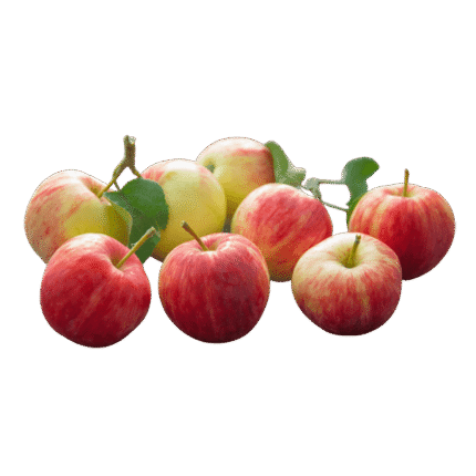 Apple Fruit