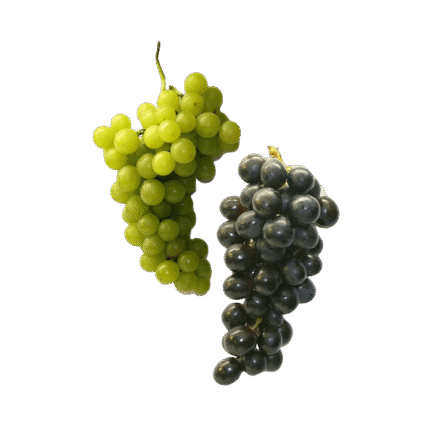Fresh Grapes