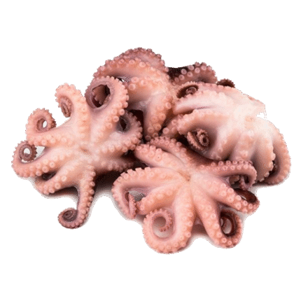 Octopus
