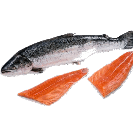 Salmon Fish