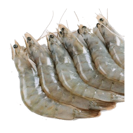 Fresh & Frozen Shrimps