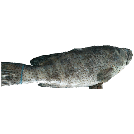Grouper Fish