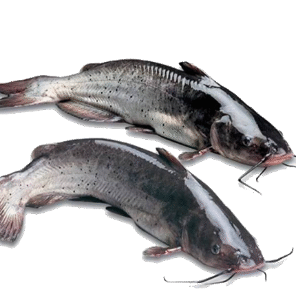 Frozen Catfish