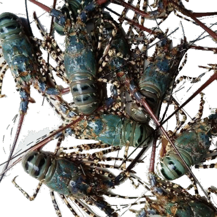 Lobster / Crawfish