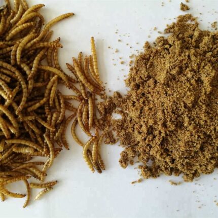 Dried Mealworms