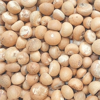 Betel Nut