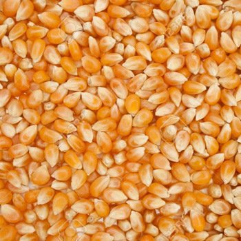 Yellow & White Corn