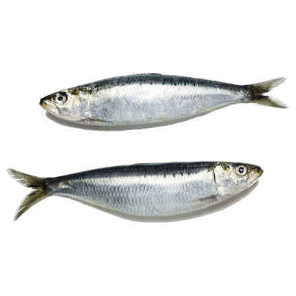 Sardine Fish